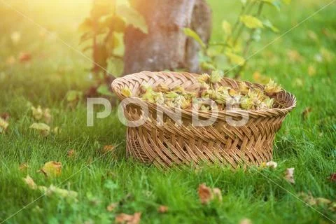 Wicker basket full of freshly picked hazelnuts on the meadow. Stock Photos