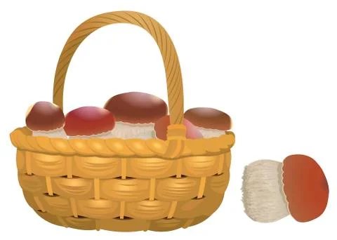 Wicker basket full of orange cap boletus isolated on white background. Vector Stock Illustration