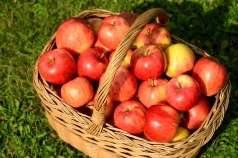 Wicker basket full of red apples Stock Photos