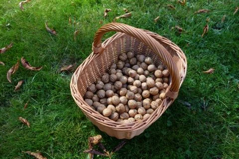 Wicker basket full of walnuts Stock Photos