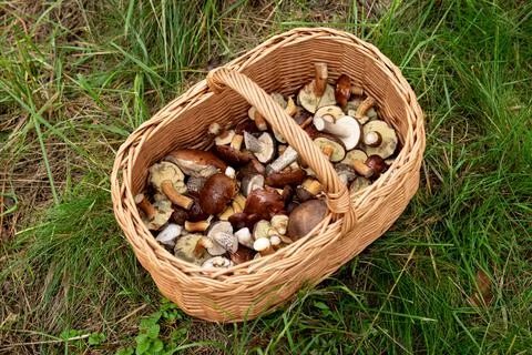 Wicker basket in the grass in the forest full of different species of mushroo Stock Photos