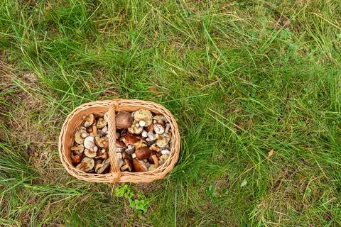 Wicker basket in the grass in the forest full of different species of mushroo Stock Photos