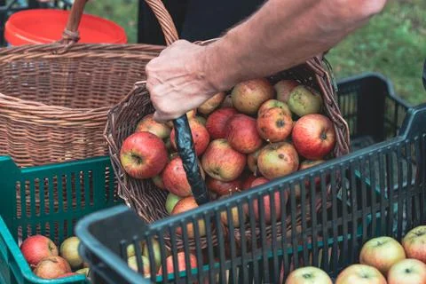 From a wicker basket to a plastic crate full of picked red and yellow organic Stock Photos