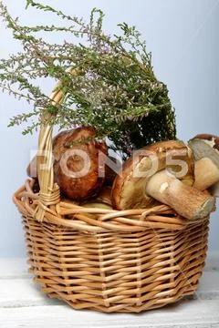 Wicker basket with porcini mushrooms and a bunch of blooming heather. It stan Stock Photos