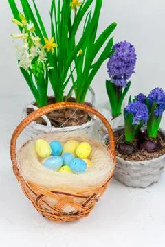 Wicker basket with quail eggs on a background of yellow daffodils and blue Stock Photos