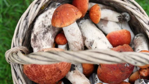 Wicker basket with red capped boletus mushrooms standing on vibrant green grass. Stock Footage 318224302