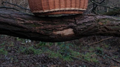 Wicker Basket Sitting on Forest Log (4k) Stock Footage 121748638