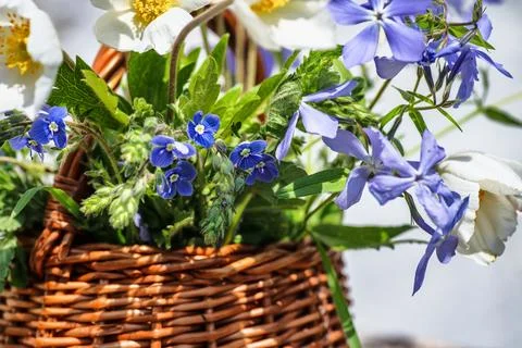 Wicker basket with spring flowers windflower, smell fox, wild blue phlox Stock-Fotos