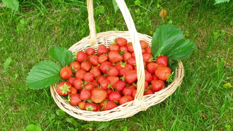 Wicker basket with strawberries Stock Footage 287737450