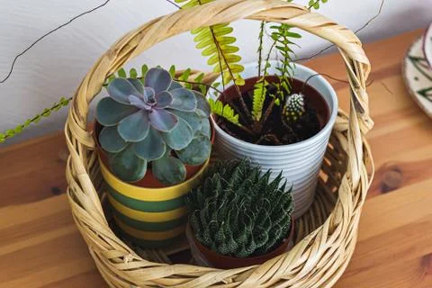 A wicker basket with three types of cactus Stock-Fotos