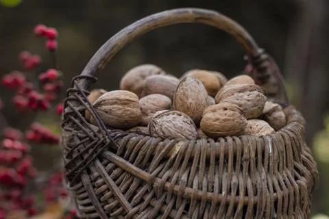 Wicker baskets containing walnuts Stock Photos
