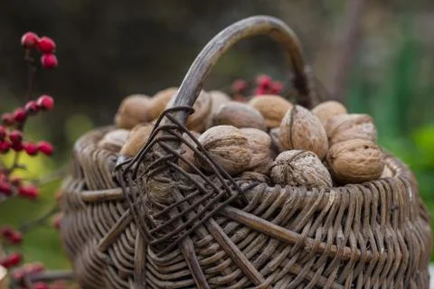 Wicker baskets containing walnuts Stock Photos