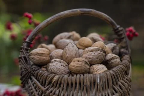 Wicker baskets containing walnuts Foto stock