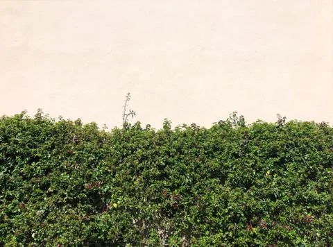 Wicker bush on the wall. Stock Photos