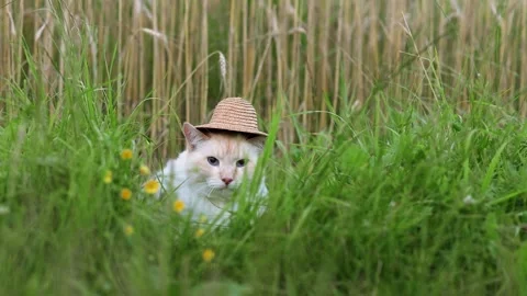 A wicker hat is put on the head of a cat that sits in the grass Stock Footage 246327691