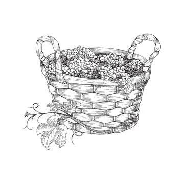 Wicker round basket with two handles full of grapes. Vector hand drawn sketch Illustration