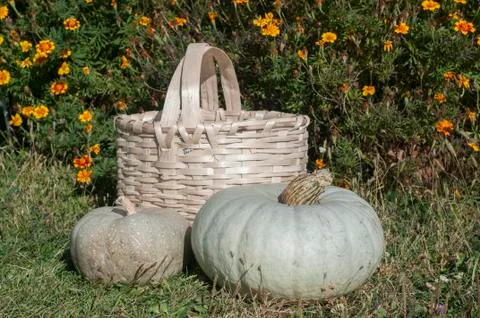 Wicker rustic basket and pumpkin Stock Photos