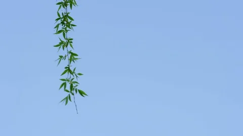 Wicker in the spring breeze under the blue sky 스톡 동영상 107972949