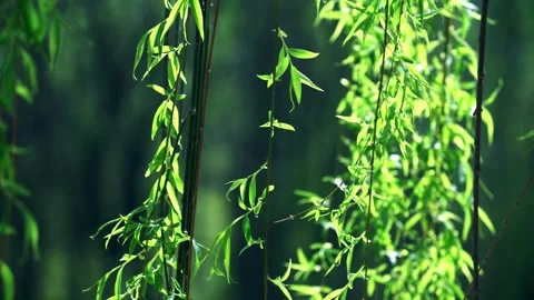 Wicker sprouts in the sun flutter in the wind Stock Footage 257288126