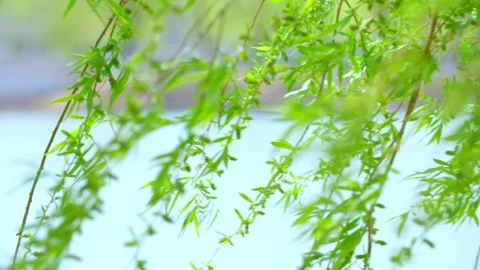 Wicker swaying in the wind Stock Footage 257289233