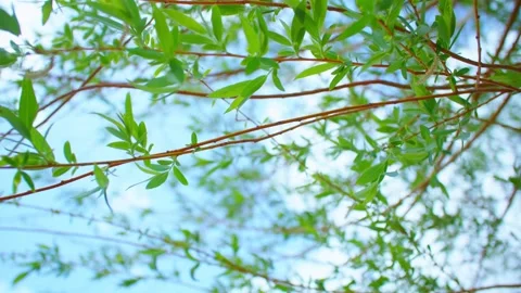 Wicker swinging in the spring breeze 스톡 동영상 257288983
