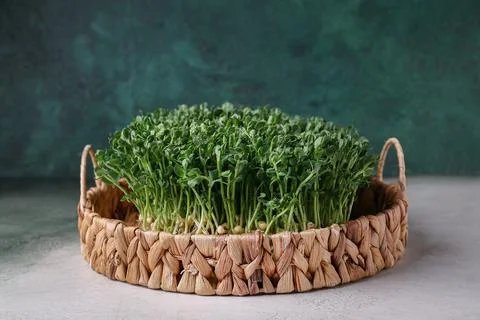 Wicker tray with fresh micro green on white grunge table, closeup Stock Photos