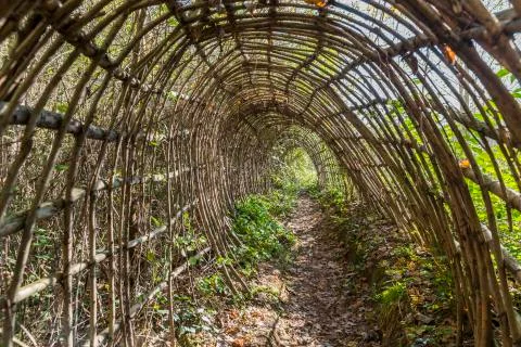 Wicker tunnel in the forest Stock Photos