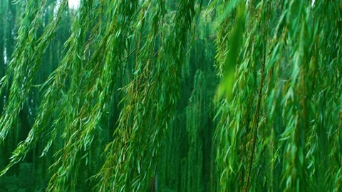 Wicker willow branches sway in the rain Stock Footage 233784250