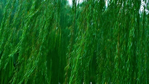 Wicker willow branches sway in the raining Stock Footage 233783859
