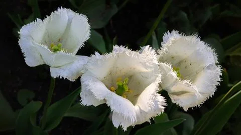 Wide 16:9 view of three white fringed tulips blooming in sunlight Stock Photos