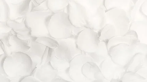 Wide 16x9 macro texture of white rose petals in soft airy Cloud Dancer color Stock Photos