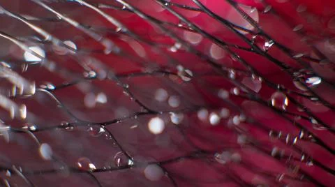 Wide abstract background on a black mesh water drops on a blurred red background Stock Photos