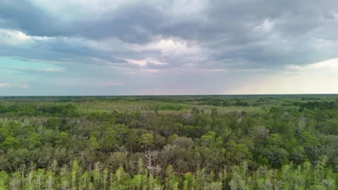 Wide Aerial Drone View Of Endless Green Swamp Forest... Vídeo Stock 331821030