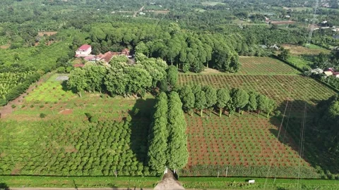 Wide aerial flight over geometric coffee plantation, Dak Lak, Vietnam Stock Footage 340256473