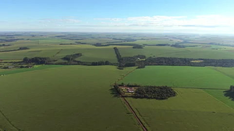Wide aerial of structured corn plantation and forest patch near access road in 스톡 동영상 307919215