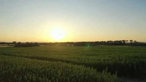 Wide aerial sunset view of a beautiful marijuana CBD hemp field Stock Footage