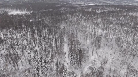 A wide aerial view captures a snow-covered forest stretching to the horizon in Video stock 331056375