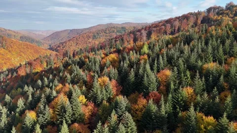 A wide aerial view from a drone flying low above the treetops in an Stock Footage 328627690