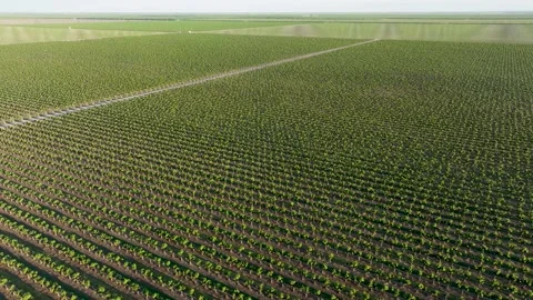 Wide aerial view of grape vineyards in California Central Valley Stock Footage 303043368