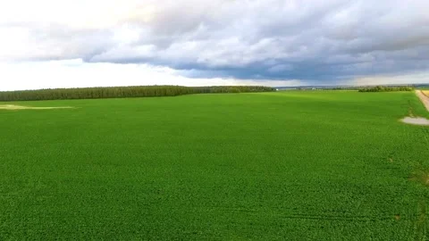 Wide aerial view of green fields and dirt road Video stock 333829601