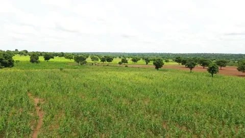 Wide Aerial view of a large Corn, Maize Plantation Farm Stock Footage 322774620