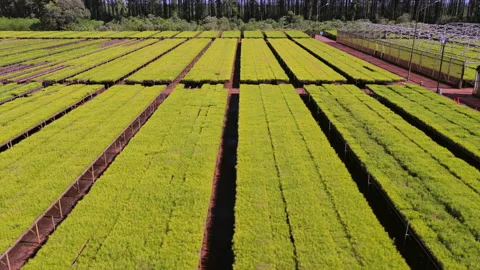 Wide Aerial View of Pine Seedling Nursery and Geometric Planting Rows Stock Footage 340149712