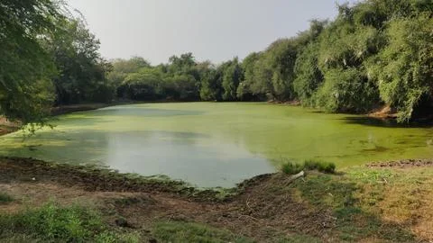 Wide algae covered pond nestled inside a ring of dense wild trees Stock Photos
