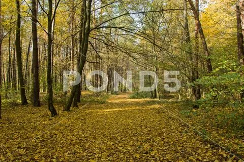 Wide alley in an autumn forest and fallen yellow leaves on a sunny day Stock Photos
