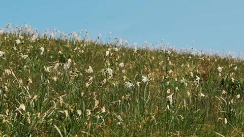 Wide alpine meadow fully covered with white narcissus wildflowers Stock Footage 336097818