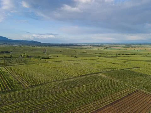 Wide Alsace fields forming geometric patterns across the rural landscape Stockfoto's