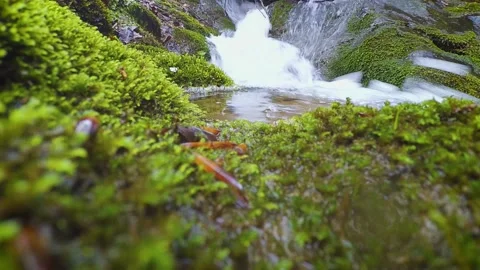 Wide and low angle shot of water cascade in a forest Stock Footage 154202316