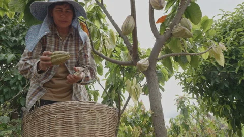 Wide and low angle shot of Asian woman farmer harvesting cacao pods Stock Footage 205219844