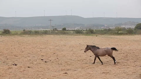 Wide and medium shot of running and standing horses in Cesme Turkey Stock Footage 130327104