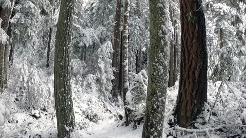 Wide angle 360 turning shot in real time California Redwoods in the snow Vídeo Stock 250676259